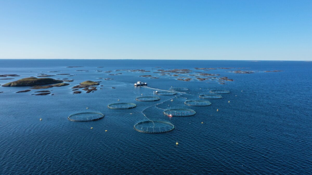 Marint havbruk bidrar til en ny norsk industri- og eksportsatsing
