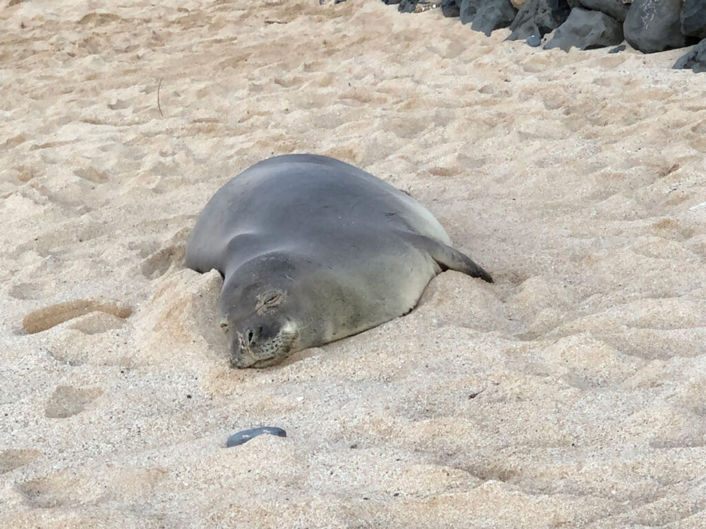 A seal in the sand, sleeping. photo