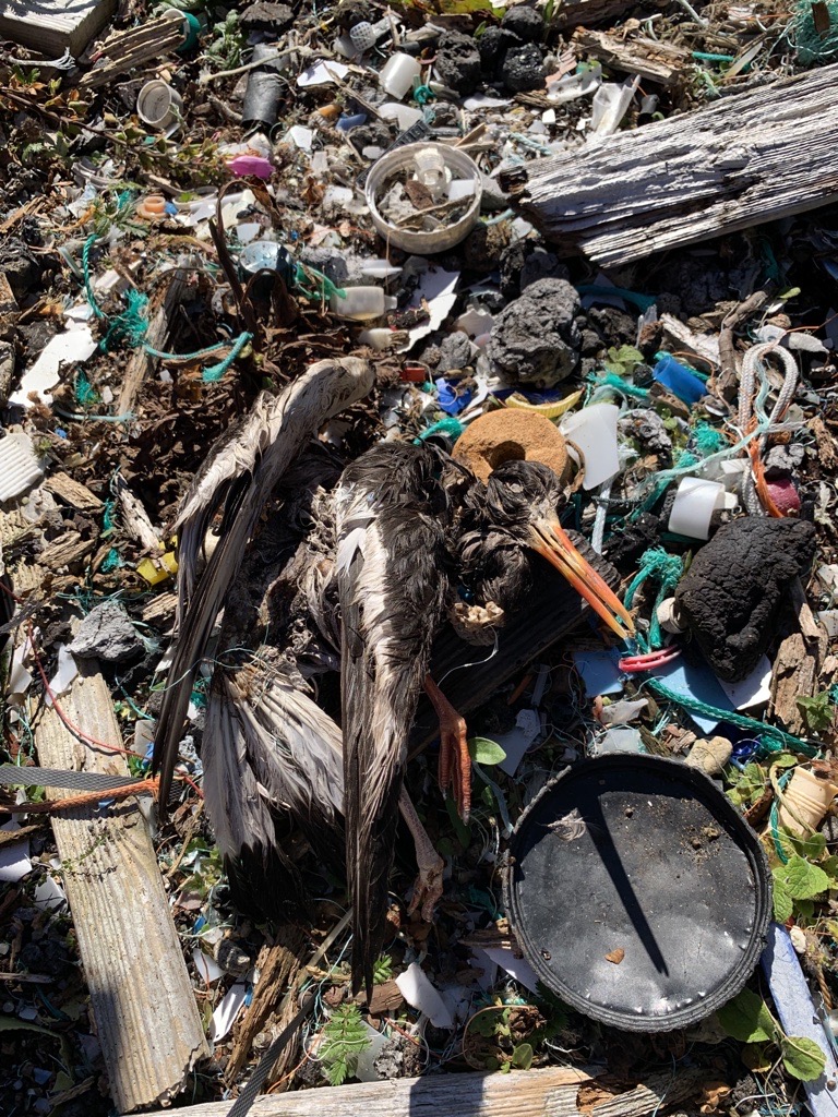 dead bird entangled in plastics. photo