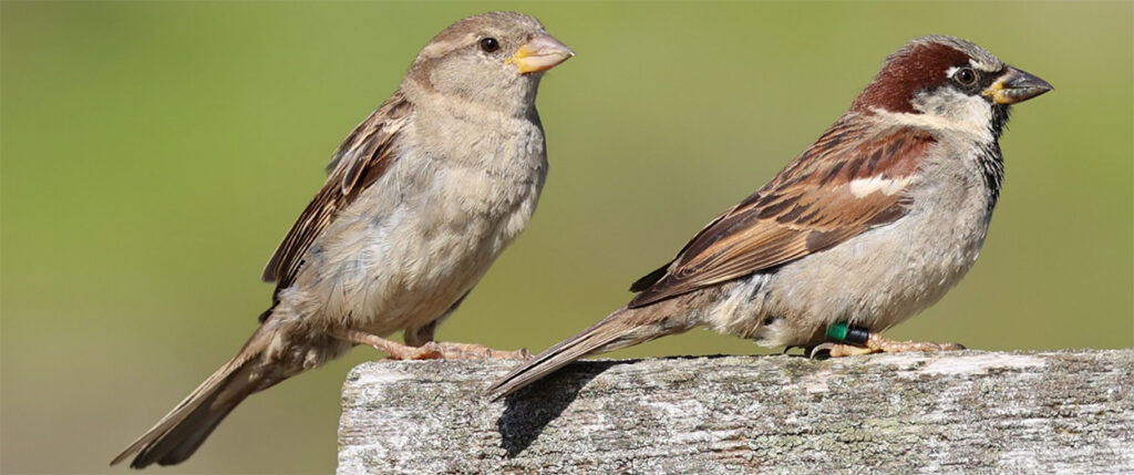 Two house sparrows. Photo