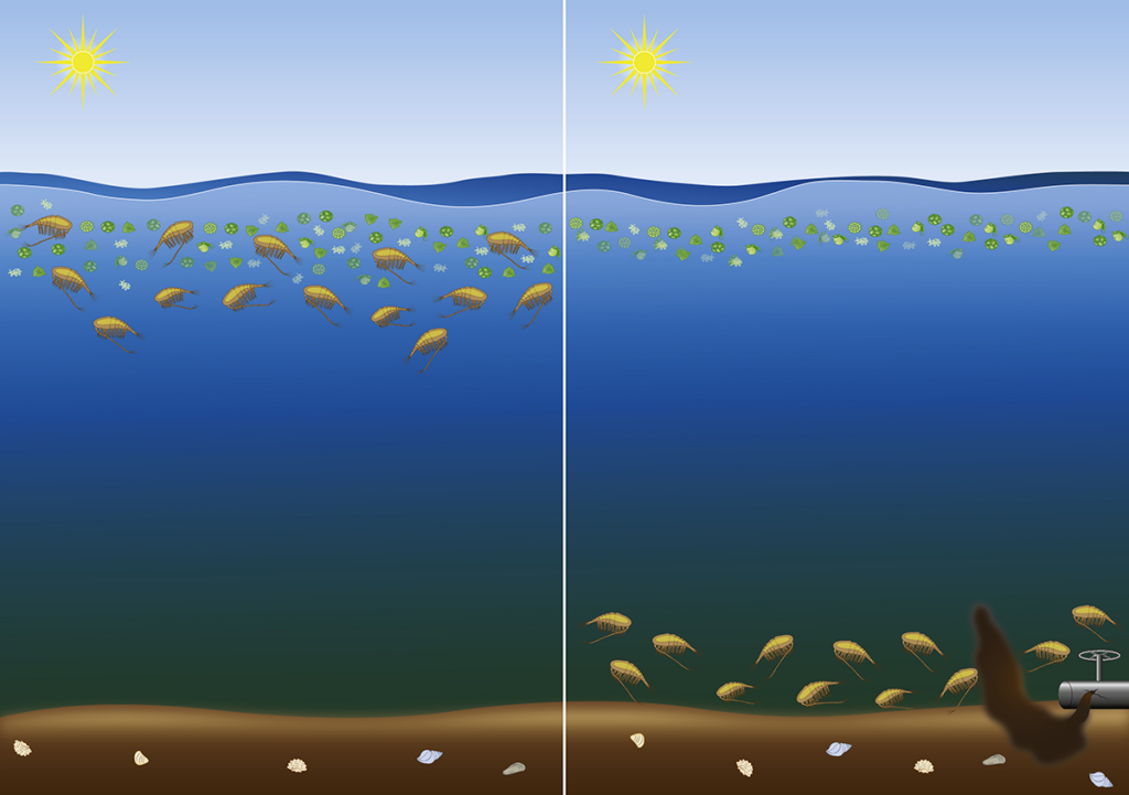 An illustration of the movement of Copepods during spring bloom.