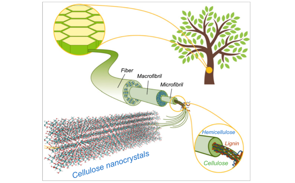 En illustrasjon som viser hvor vi finner cellulose i et tre.