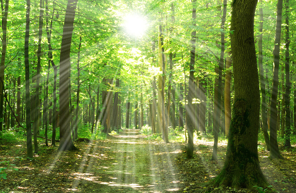 Et bilde av en skog med sollys.