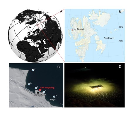 Figure showing the location of the kelp forest mapping during the Polar Night in Kongsfjorden