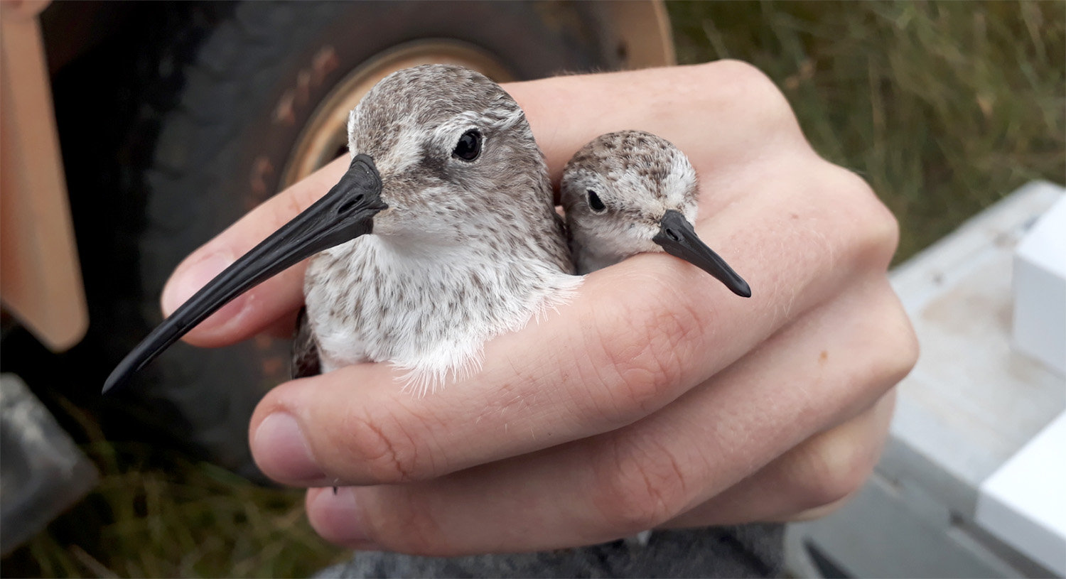 A photo of two shorebirds in a human hand.