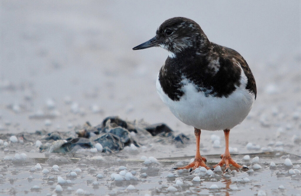 A picture of a ruddy turnstone on a beach.