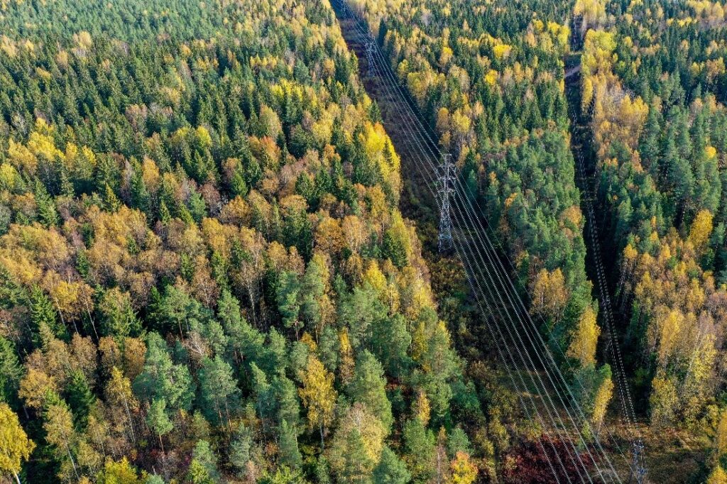forest with power lines. photo