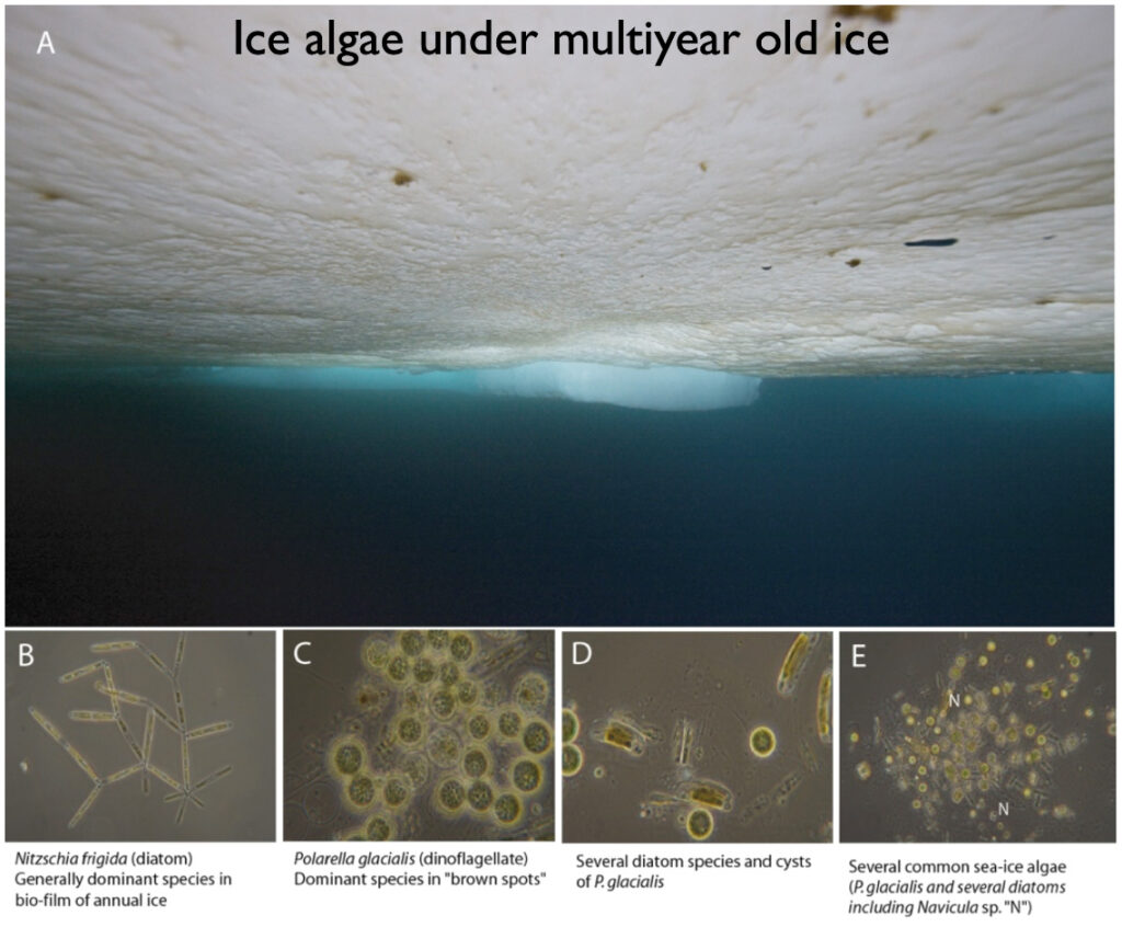 A photo collage showing the underside of ice with four different types of algae.